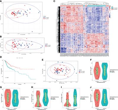 Blocking of EGFR Signaling Is a Latent Strategy for the Improvement of Prognosis of HPV-Induced Cancer